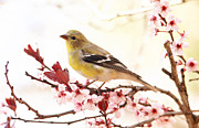 Happy Goldfinch Photograph by Trina Ansel