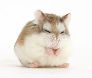 Happy Hammy Photograph by Warren Photographic