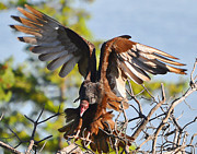 Hard Landing Photograph by Carl Olsen