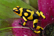 Harlequin Poison Dart Frog  Photograph by Thomas Marent