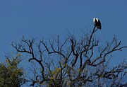 Harmony of Chobe Photograph by Robert Grac