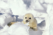 Harp Seal Phoca Groenlandicus Pup, Gulf Photograph by Gerry Ellis Harp Seal Phoca Groenlandicus Pup, Gulf Photograph by Gerry Ellis