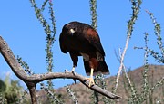 Harris's Hawk Perched - 2 Photograph by Christy Pooschke Harris's Hawk Perched - 2 Photograph by Christy Pooschke