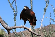 Harris's Hawk Perched - 3 Photograph by Christy Pooschke Harris's Hawk Perched - 3 Photograph by Christy Pooschke