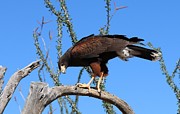 Harris's Hawk Perched - 6 Photograph by Christy Pooschke Harris's Hawk Perched - 6 Photograph by Christy Pooschke