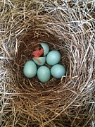 Hatched Photograph by Jackson Pearson