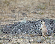 Having a Look Photograph by David Buhler