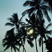 Hawaii, I Took A Short Walk With Donna Photograph by Aleck Cartwright