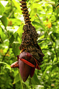 Hawaiian Plant Photograph by Jason Hughes