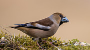 Hawfinch's beak Photograph by Torbjorn Swenelius