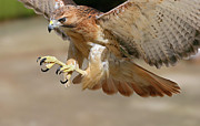 Hawk Attack Photograph by Ronnie And Frances Howard
