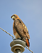 Hawkeye Photograph by Cindy Schneider