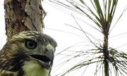 Hawkish Photograph by Jan Gelders
