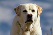 Head shot Yellow Labrador Retriever Photograph by Waterdancer 