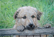 Hello Puppy Drawing by Yvonne Johnstone