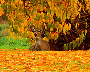 Hello Wider Photograph by Scott Gould