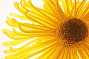 Hello Sunshine Photograph by Julie Lueders 