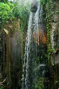 Henry Doorly Waterfall Photograph by Ed Peterson
