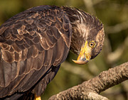 Here's Looking At You Kid Photograph by Carl Olsen