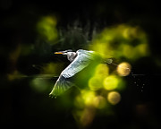 Heron Launch Photograph by Jim Proctor