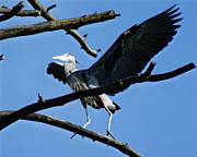 Heron Spreads Wings Photograph by Ben Upham III