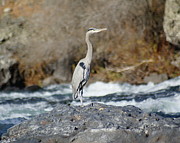 Heron the Rock Photograph by Ben Upham III
