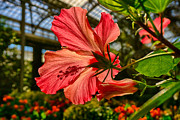 Hibiscus Photograph by Amanda Jones
