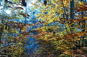 Hidden Bridge Photograph by Brad Nellis