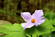 Hidden Petals Photograph by Mike Smale