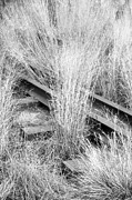 Hidden Rails Photograph by Cate Franklyn