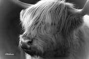 Highland Cattle Two Photograph by Veronica Batterson