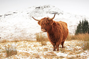 Highland Cow Photograph by Grant Glendinning Highland Cow Photograph by Grant Glendinning