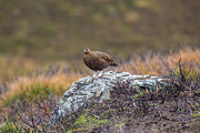 Highland Grouse Photograph by Mark Egerton