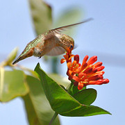 Honeysuckling Photograph by Carl Olsen
