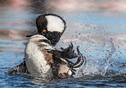 Hooded Merganser Bathing Photograph by Carl Olsen