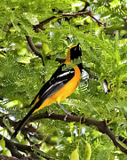 Hooded Oriole v38 Photograph by Mark Myhaver