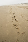 Hoof Prints in the Sand Photograph by Tom Cochran