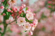 Hopeful Photograph by Ana V Ramirez Hopeful Photograph by Ana V Ramirez