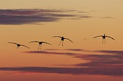Horicon Marsh Cranes #4 Photograph by Paul Schultz Horicon Marsh Cranes #4 Photograph by Paul Schultz
