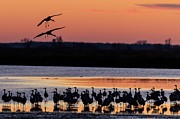 Horicon Marsh Cranes #5 Photograph by Paul Schultz