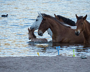 Horse 6 Photograph by Christy Garavetto