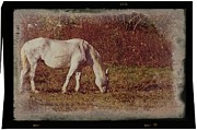 Horse Grazing Photograph by John Benedict