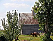 Horse Haven Photograph by Matalyn Gardner