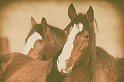 Horse Portrait Photograph by Ana V Ramirez