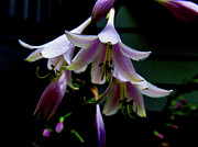 Hostas Blossoms Photograph by Linda Stern Hostas Blossoms Photograph by Linda Stern