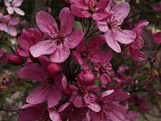 Hot Pink Bloomers Photograph by Richard Thomas