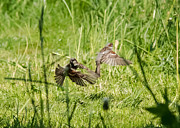 House Sparrows in Flight Photograph by Holden The Moment House Sparrows in Flight Photograph by Holden The Moment