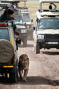 How to Find a Lion in the Serengeti Photograph by Mary Lee Dereske