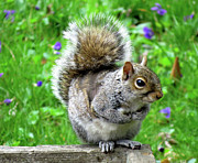 Humble Squirrel Photograph by Linda Stern Humble Squirrel Photograph by Linda Stern