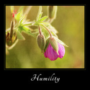 Humility 3 Photograph by Mary Jo Allen